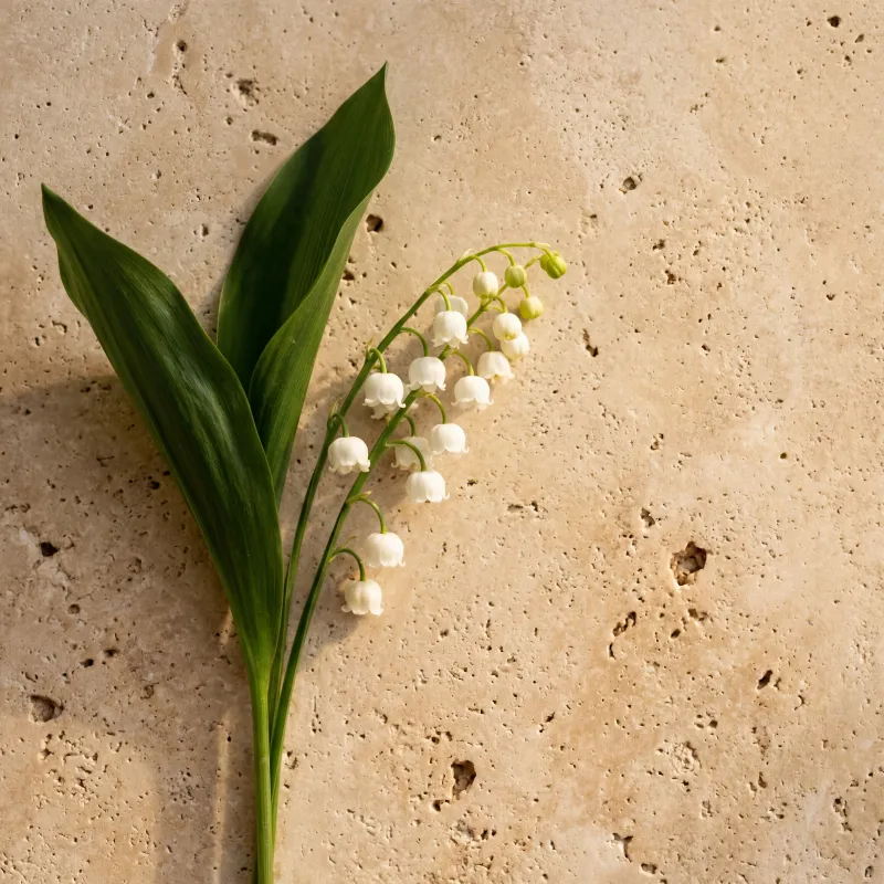 Lily-of-the-valley