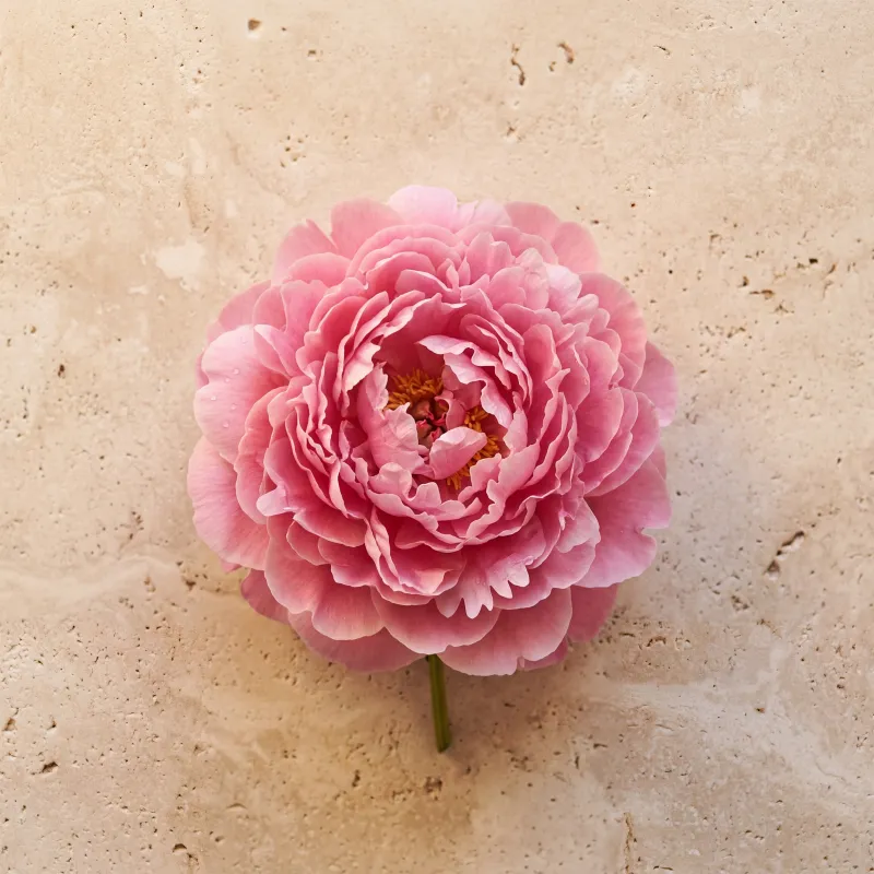 Peony